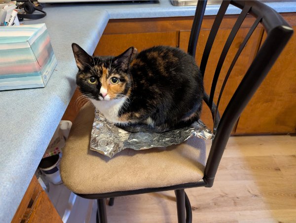 Jokes And Photos For Cats Lovers (33 pics) Jokes And Photos For Cats Lovers (33 pics)