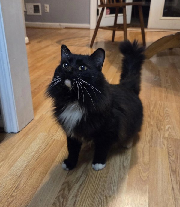 Jokes And Photos For Cats Lovers (33 pics) Jokes And Photos For Cats Lovers (33 pics)