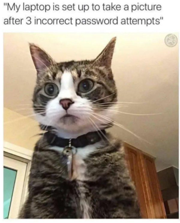 Jokes And Photos For Cats Lovers (33 pics) Jokes And Photos For Cats Lovers (33 pics)