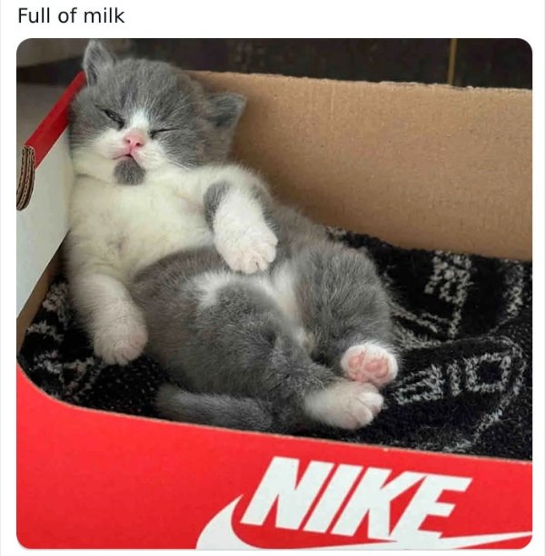 Jokes And Photos For Cats Lovers (33 pics) Jokes And Photos For Cats Lovers (33 pics)