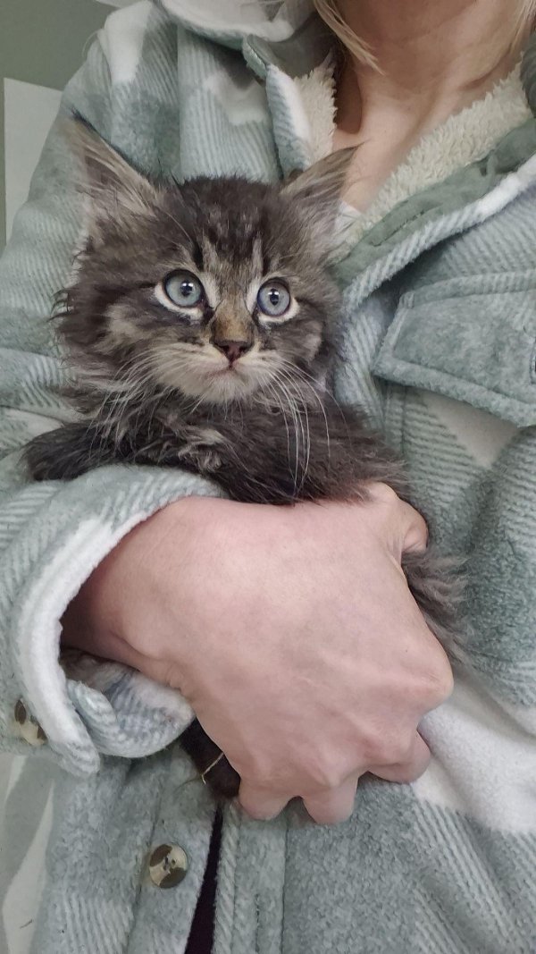 Jokes And Photos For Cats Lovers (33 pics) Jokes And Photos For Cats Lovers (33 pics)