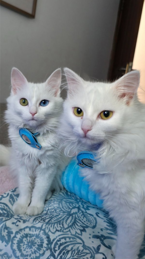 Jokes And Photos For Cats Lovers (33 pics) Jokes And Photos For Cats Lovers (33 pics)