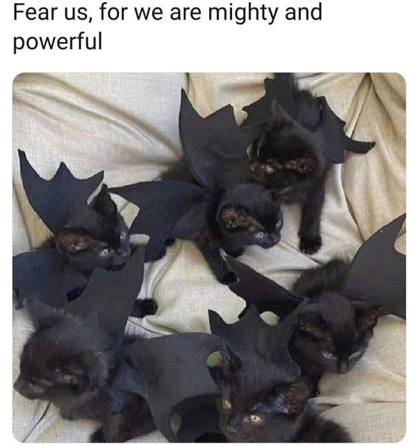 Jokes And Photos For Cats Lovers (33 pics) Jokes And Photos For Cats Lovers (33 pics)