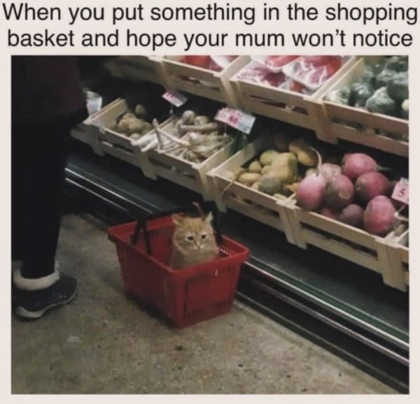 Jokes And Photos For Cats Lovers (33 pics) Jokes And Photos For Cats Lovers (33 pics)