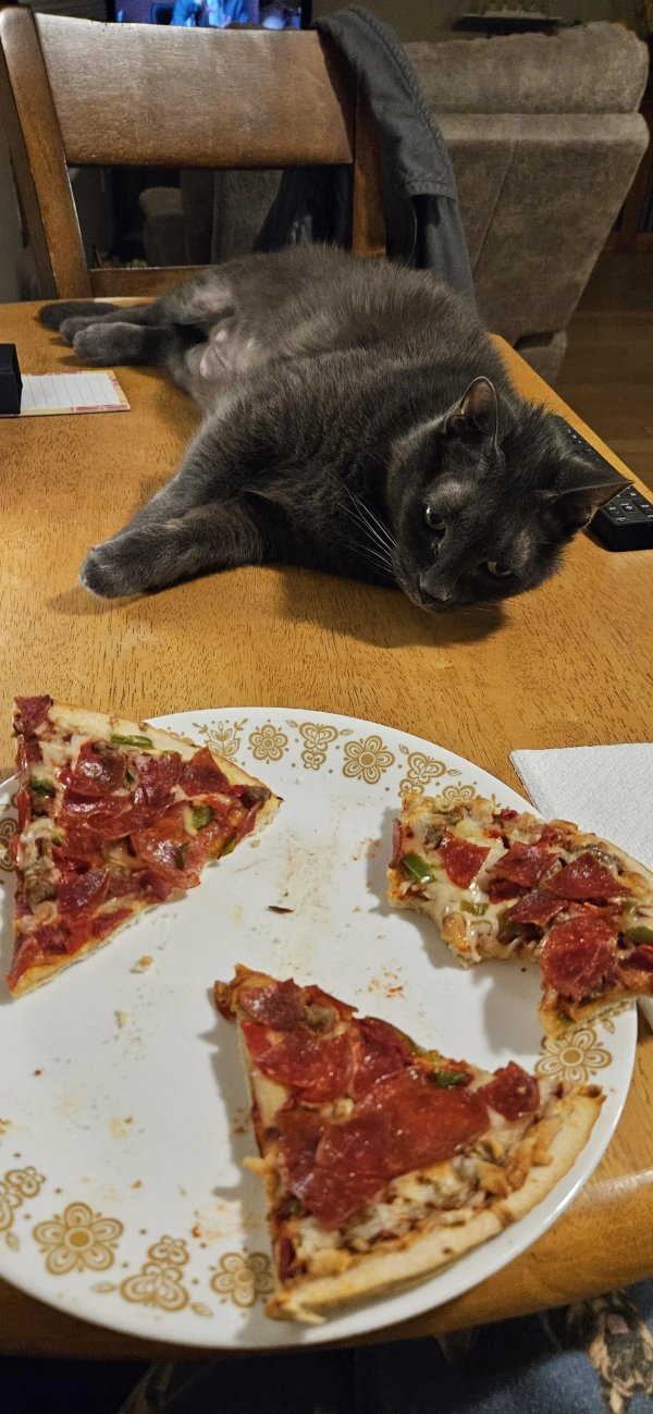 Jokes And Photos For Cats Lovers (33 pics) Jokes And Photos For Cats Lovers (33 pics)