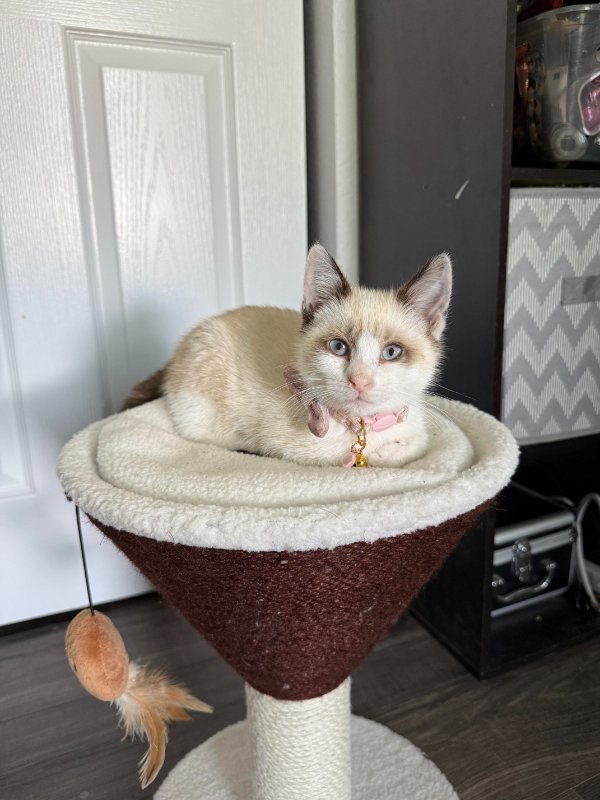 Jokes And Photos For Cats Lovers (33 pics) Jokes And Photos For Cats Lovers (33 pics)