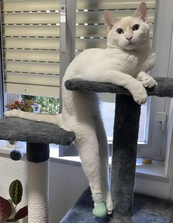 Jokes And Photos For Cats Lovers (33 pics) Jokes And Photos For Cats Lovers (33 pics)