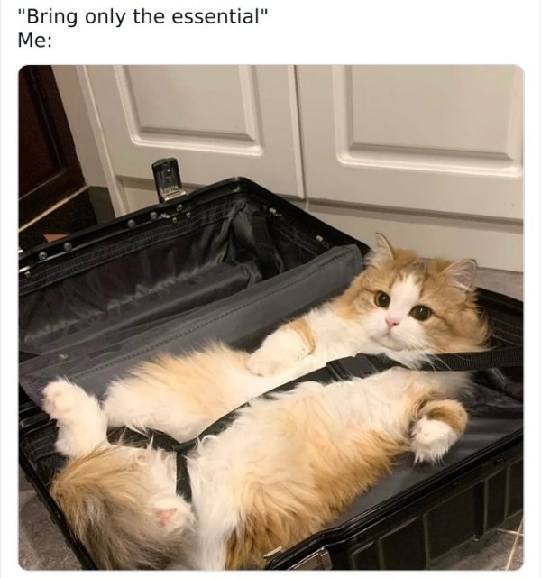 Jokes And Photos For Cats Lovers (33 pics) Jokes And Photos For Cats Lovers (33 pics)