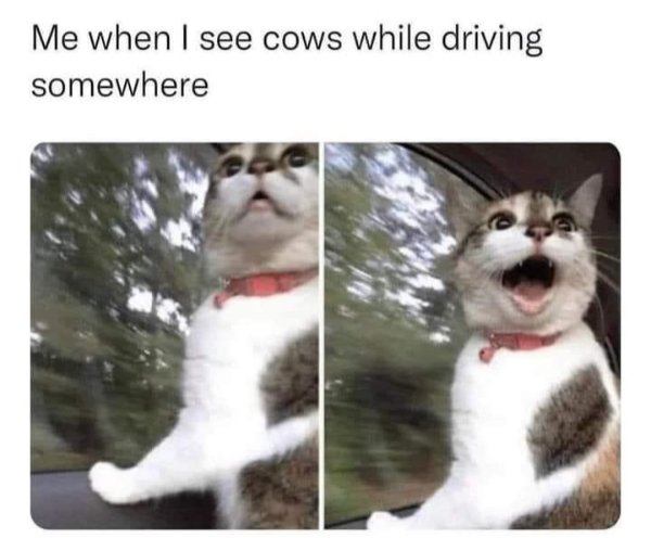 Jokes And Photos For Cats Lovers (33 pics)