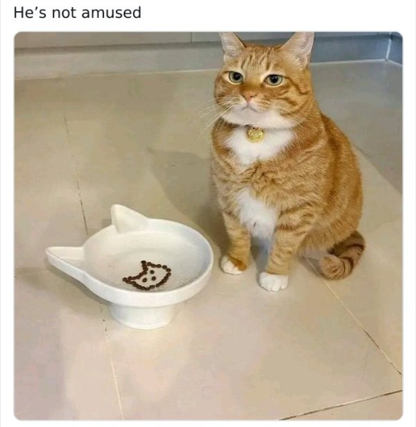 Jokes And Photos For Cats Lovers (33 pics) Jokes And Photos For Cats Lovers (33 pics)