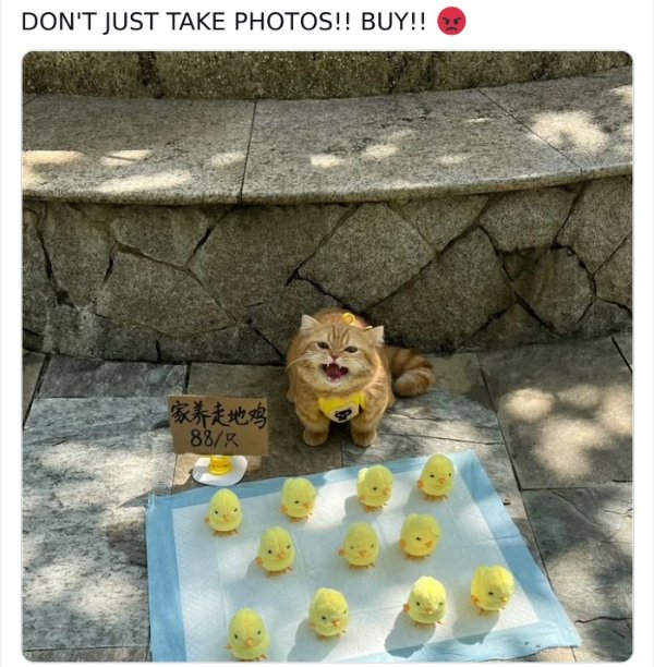 Jokes And Photos For Cats Lovers (33 pics) Jokes And Photos For Cats Lovers (33 pics)