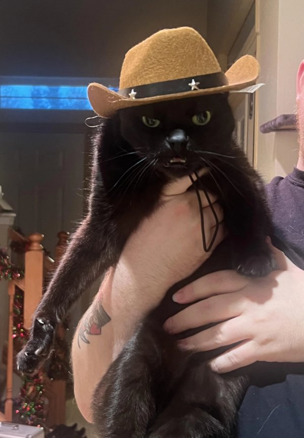 Jokes And Photos For Cats Lovers (33 pics) Jokes And Photos For Cats Lovers (33 pics)