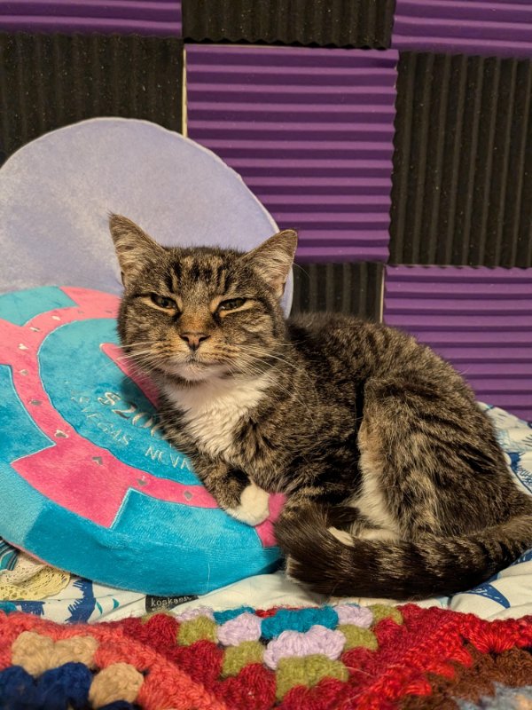 Jokes And Photos For Cats Lovers (33 pics) Jokes And Photos For Cats Lovers (33 pics)