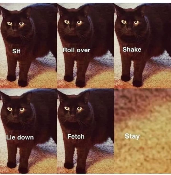 Jokes And Photos For Cats Lovers (33 pics) Jokes And Photos For Cats Lovers (33 pics)