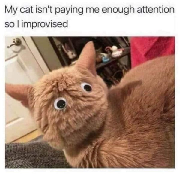 Jokes And Photos For Cats Lovers (33 pics) Jokes And Photos For Cats Lovers (33 pics)