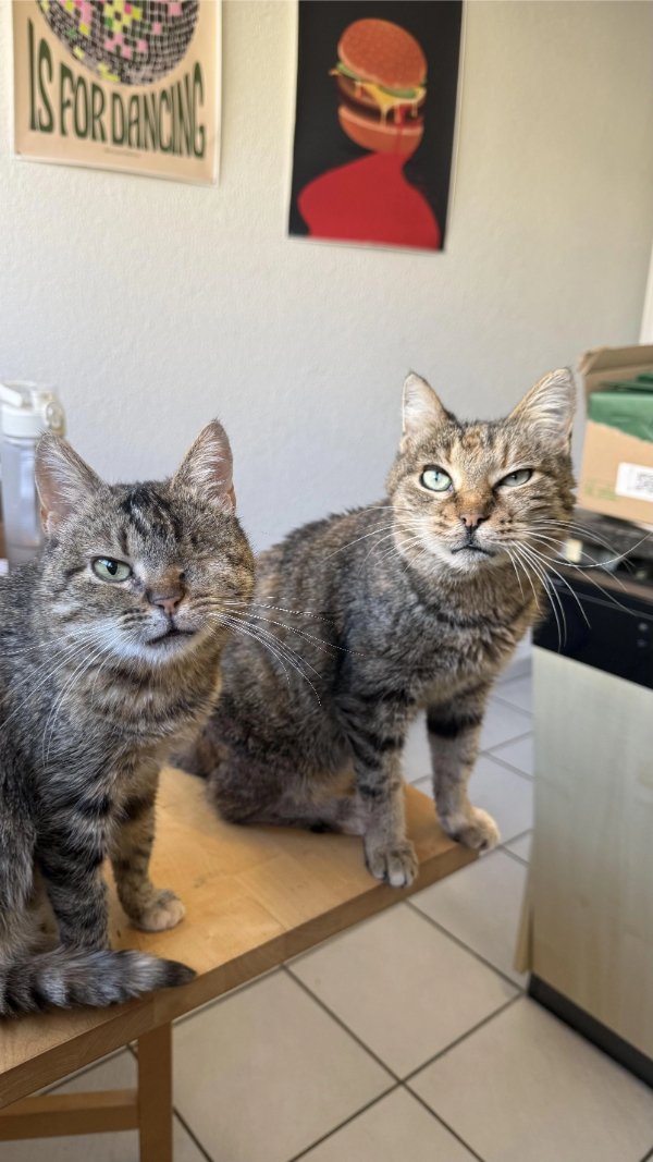 Jokes And Photos For Cats Lovers (33 pics) Jokes And Photos For Cats Lovers (33 pics)