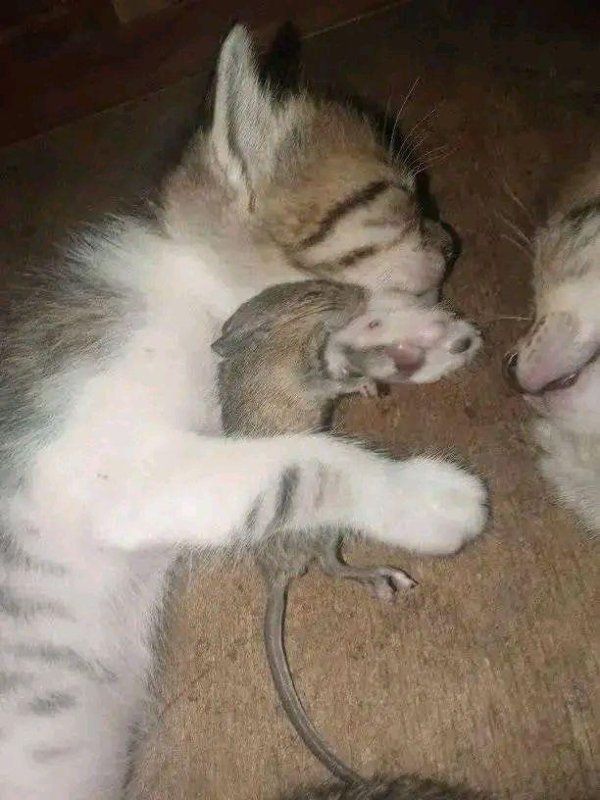 Strange Finds And Situations (47 pics)