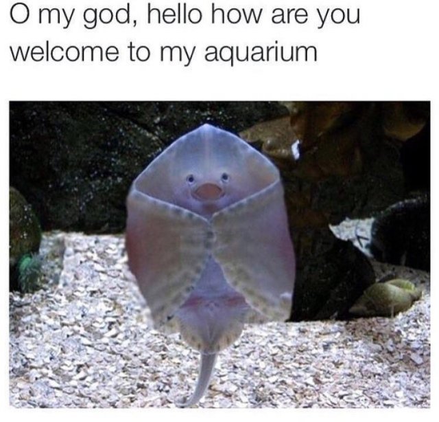 Random Memes (25 pics)