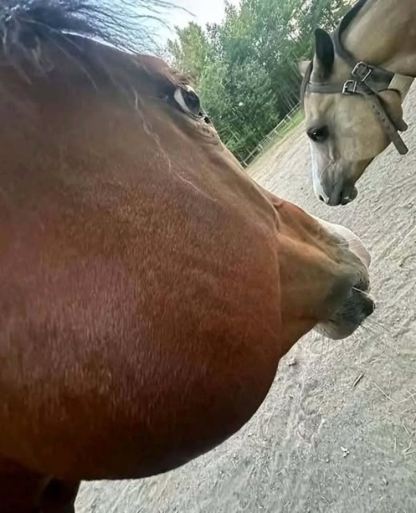 Strange Finds And Situations (47 pics)