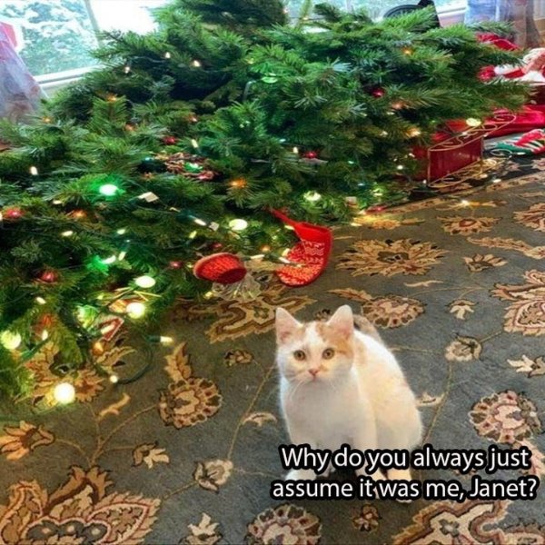 Christmas Memes (32 pics)