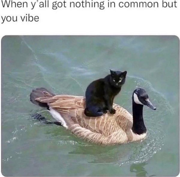 Kind Memes (24 pics)