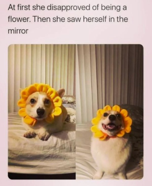 Kind Memes (24 pics)