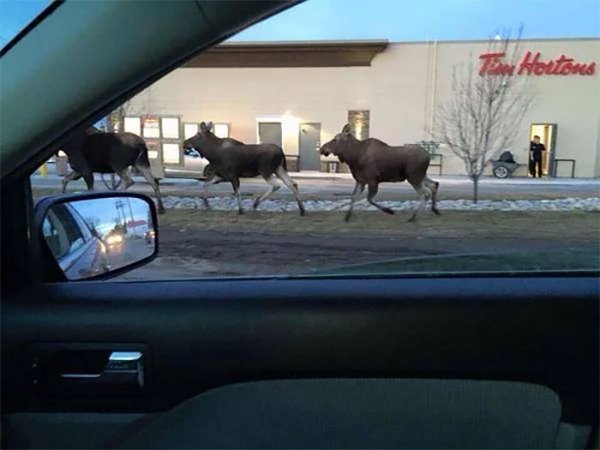 Weird Photos From Canada (24 pics)