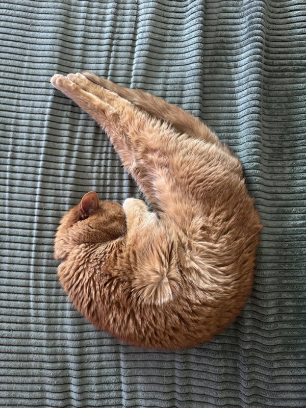 Funny And Cute Cats (35 pics)