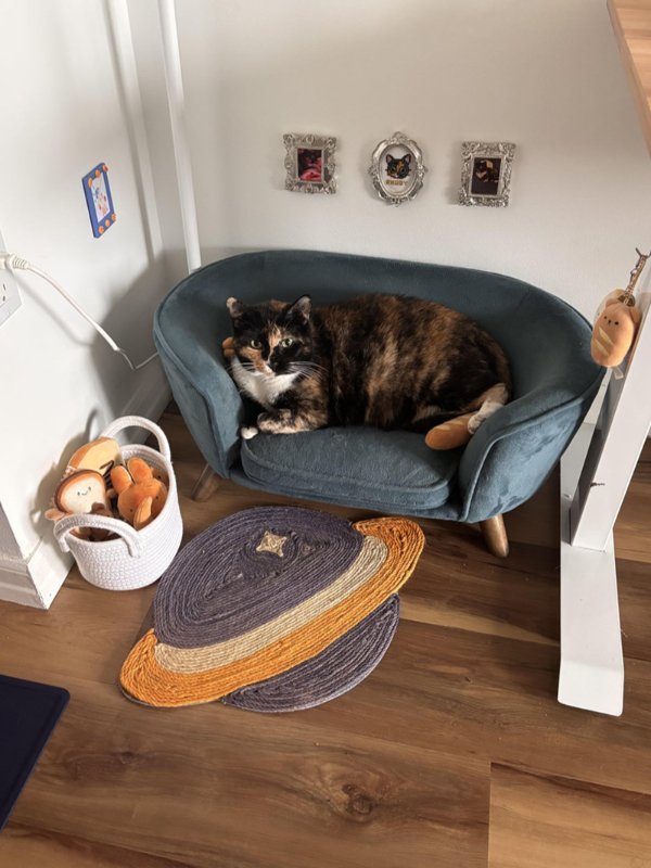 Funny And Cute Cats (35 pics)