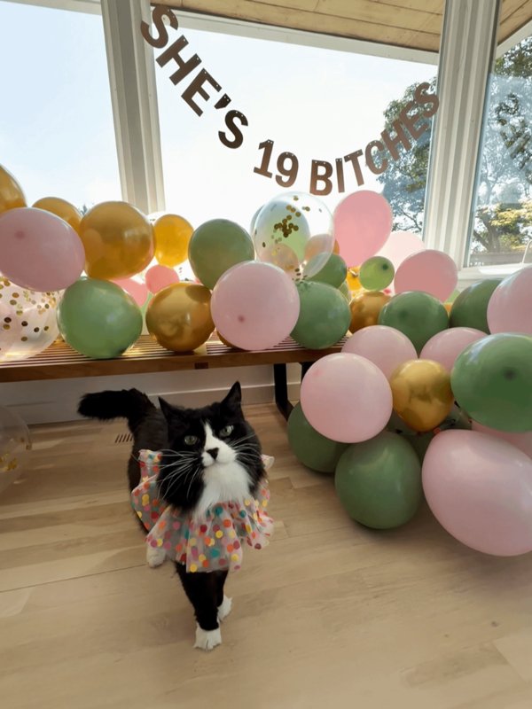 Funny And Cute Cats (35 pics)