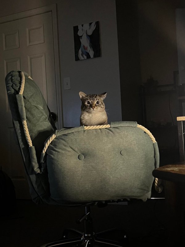 Funny And Cute Cats (35 pics)