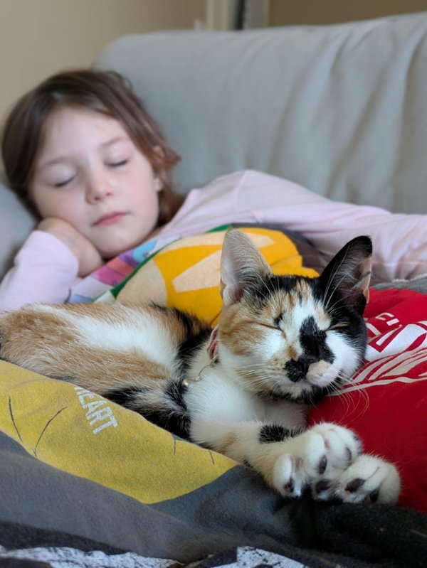 Funny And Cute Cats (35 pics)