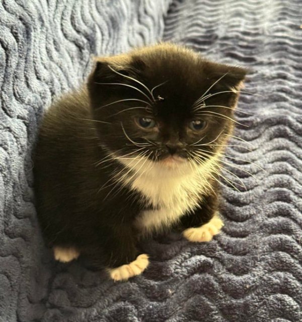 Funny And Cute Cats (35 pics)