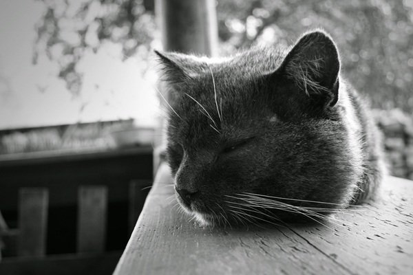 Interesting Facts (19 pics)