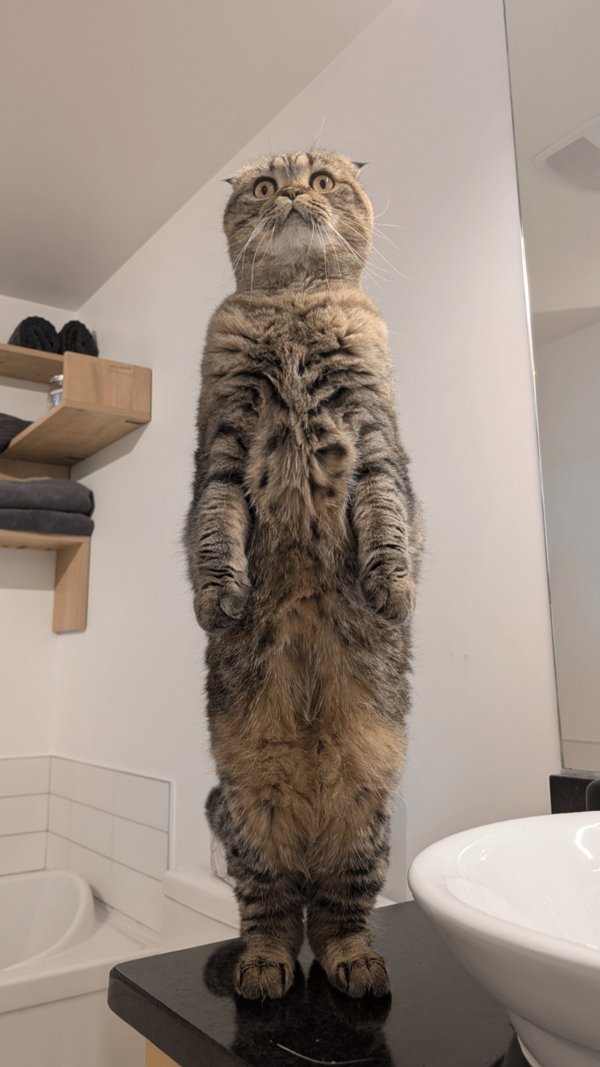 Funny And Cute Cats (35 pics)