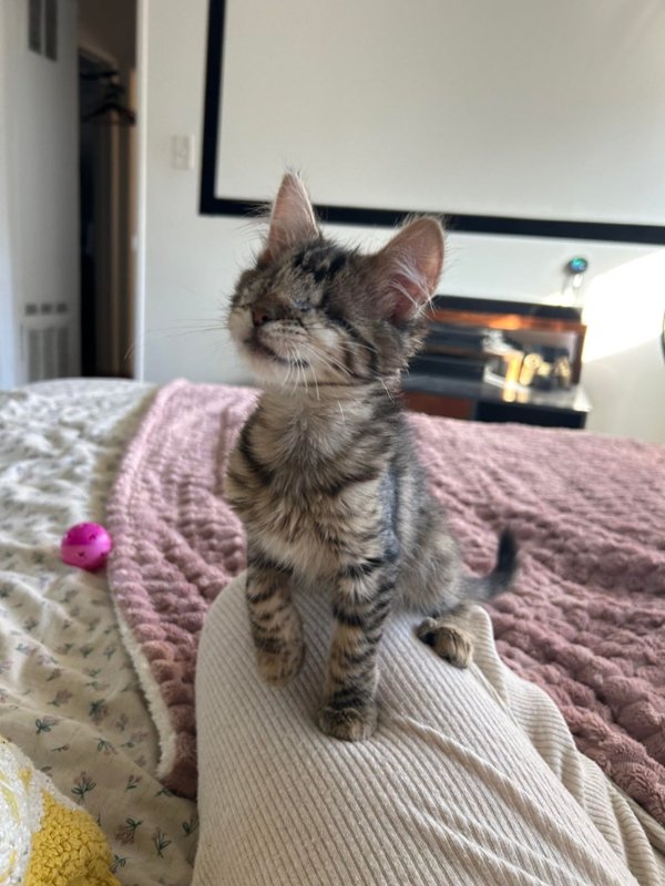 Funny And Cute Cats (35 pics)