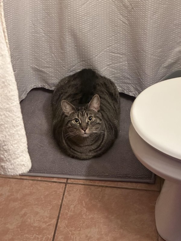 Funny And Cute Cats (35 pics)