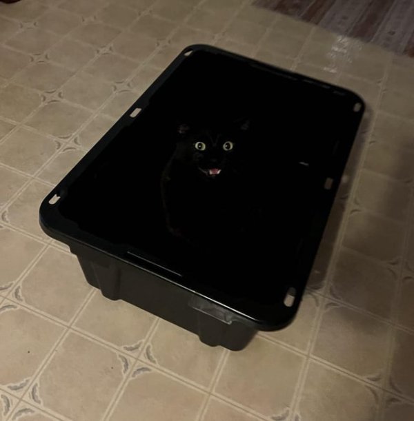 Funny And Cute Cats (35 pics)