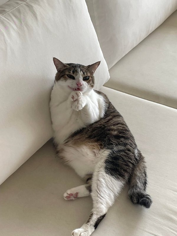 Funny And Cute Cats (35 pics)