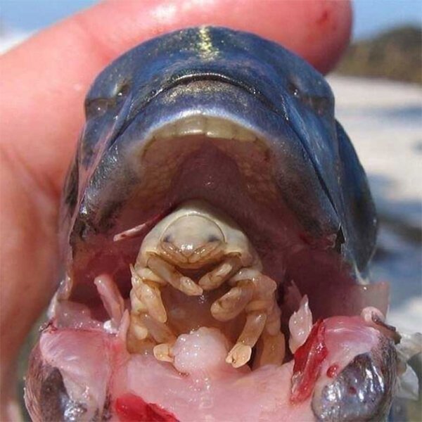 Terrifying Nature (18 pics)