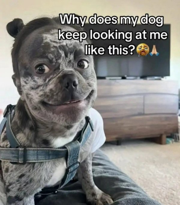 Random Memes (31 pics)