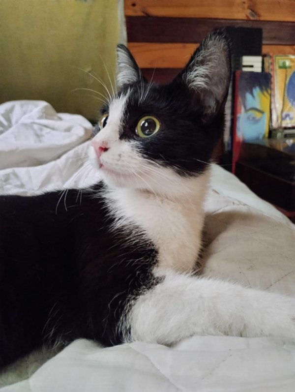 Funny And Cute Cats (35 pics)