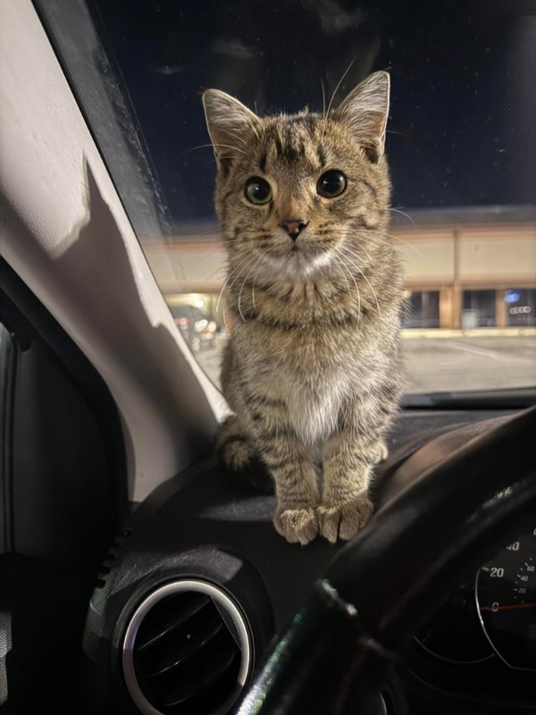 Funny And Cute Cats (35 pics)