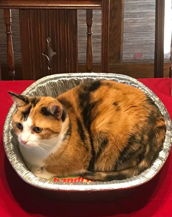 Funny And Cute Cats (35 pics)