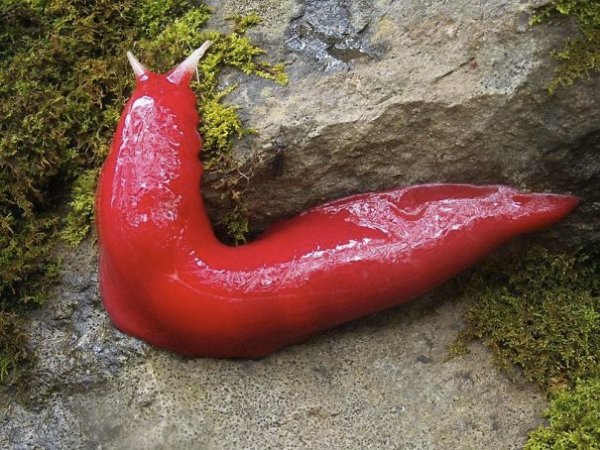 Terrifying Animals From Australia (22 pics) Terrifying Animals From Australia (22 pics)