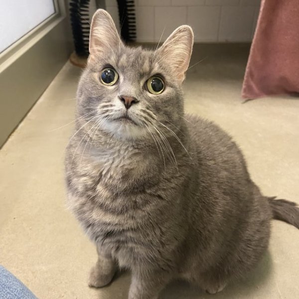 Funny And Cute Cats (35 pics)