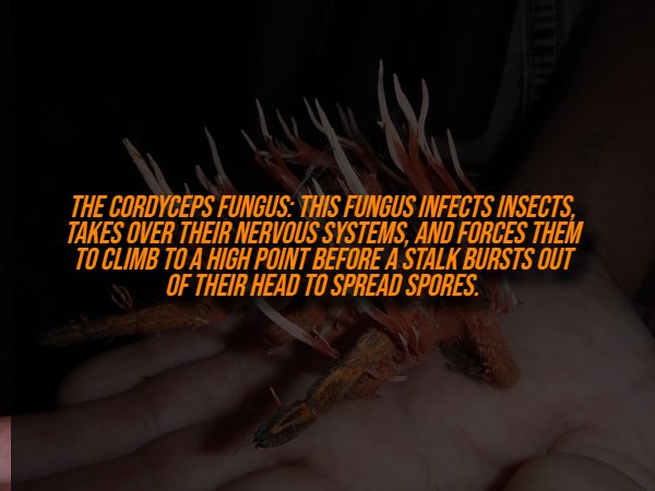 Creepy Facts (14 pics) Creepy Facts (14 pics)