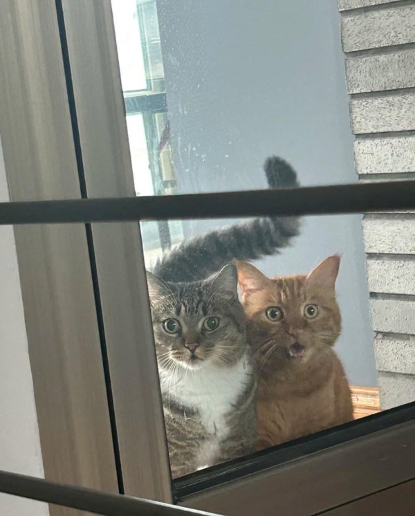 Funny And Cute Cats (35 pics)