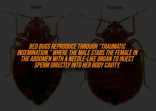 Creepy Facts (14 pics) Creepy Facts (14 pics)