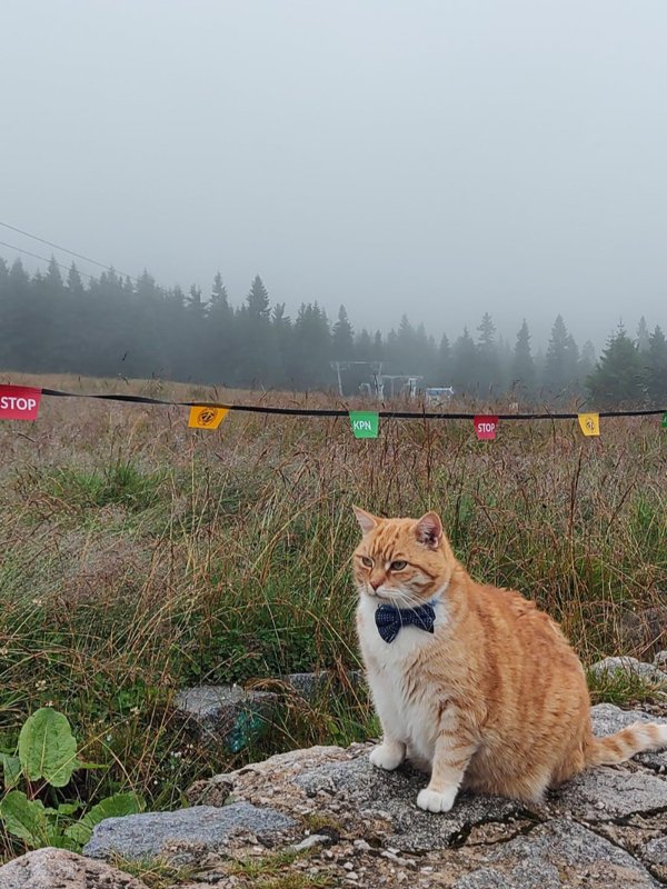 Funny And Cute Cats (35 pics)